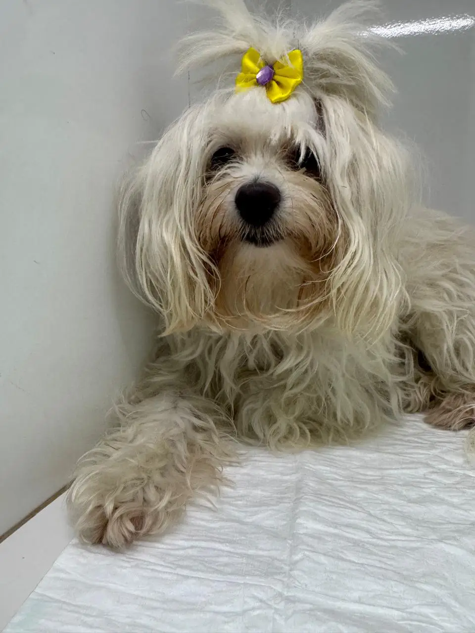 Pediatria Canina & Vacinação Ética: Cuidados Essenciais nos Primeiros Meses