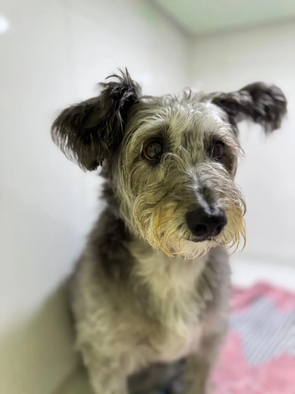 Avaliação Ortopédica Canina: Prevenção de Displasia e Saúde Articular