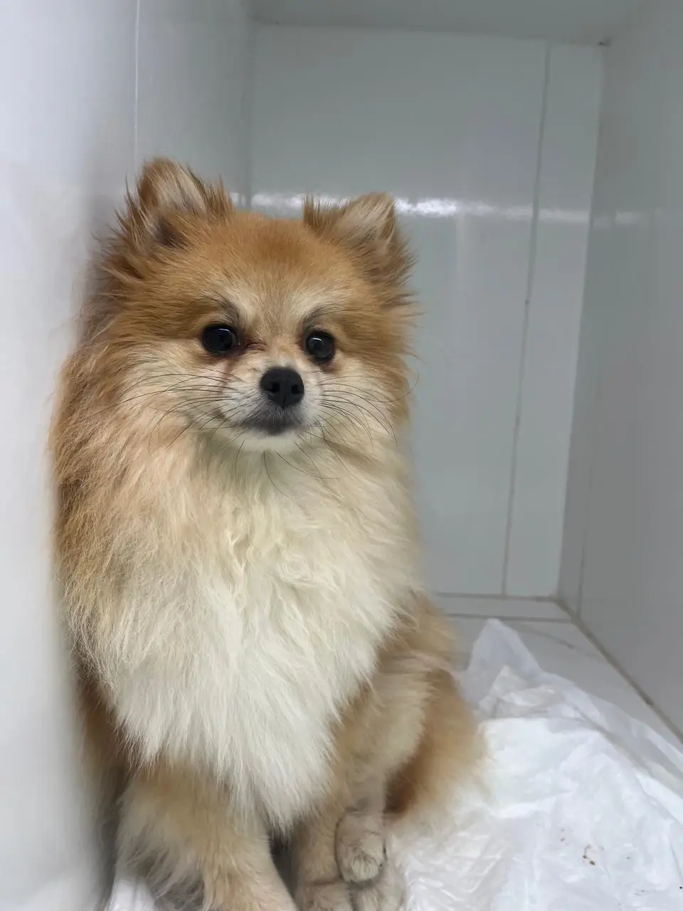 Dermatologia Canina: Higienização de Dobras, Alergias e Intertrigo