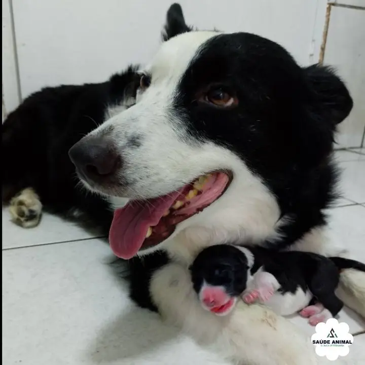 Check-up Cardiológico Canino: Ausculta, Eletrocardiograma e Prevenção