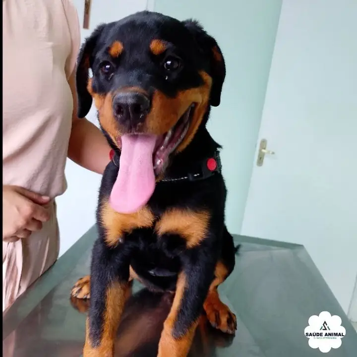 Odontologia Veterinária: Limpeza de Tártaro e Profilaxia Periodontal
