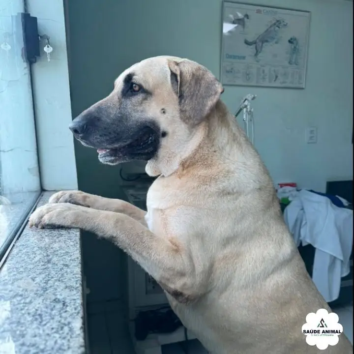 Imunização Anual Canina: Vacinação Individualizada e Reforços Éticos