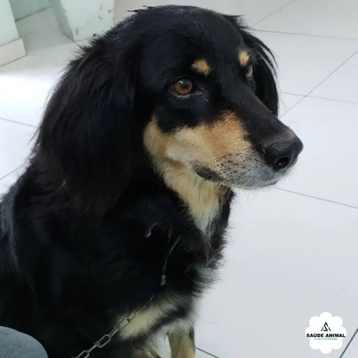 Nutrição Clínica Veterinária: Controle de Peso e Prevenção de Obesidade
