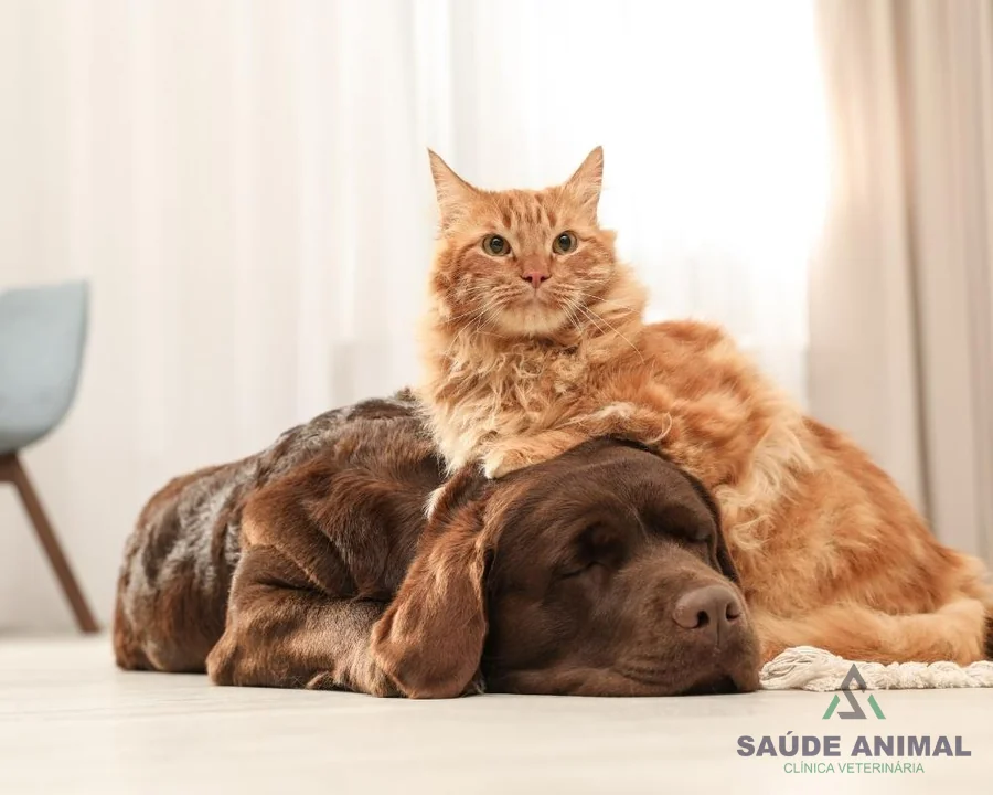 Cães e gatos convivendo com conforto e carinho na Saúde Animal