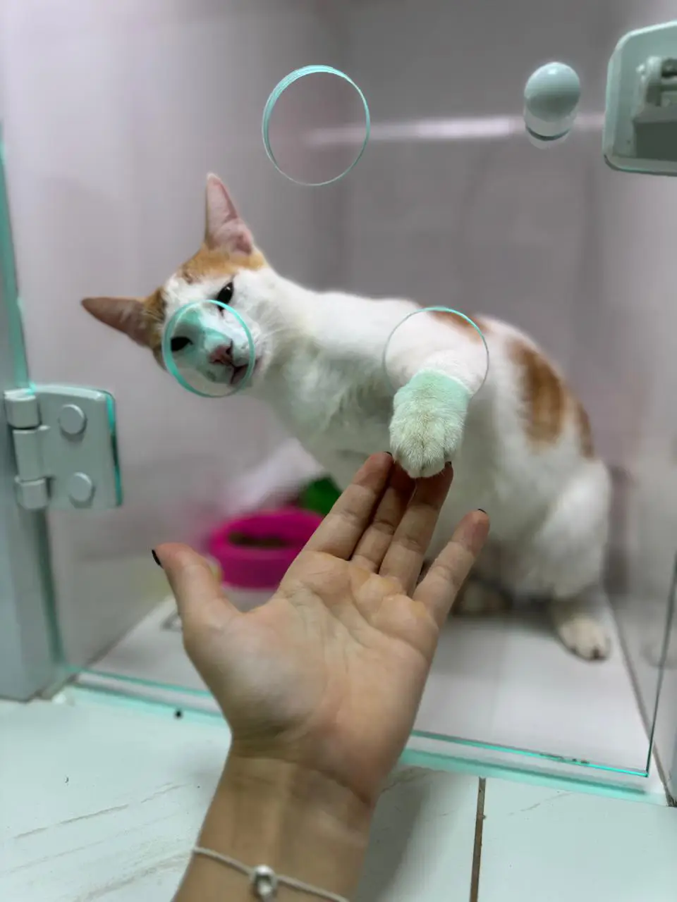 Gato Siamês elegante em atendimento veterinário calmo e humanizado na Clínica Saúde Animal