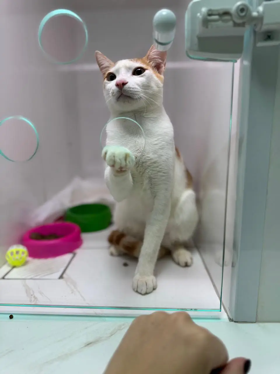 Gato Persa com olhos limpos e pelagem farta em cuidados estéticos na Saúde Animal Mococa