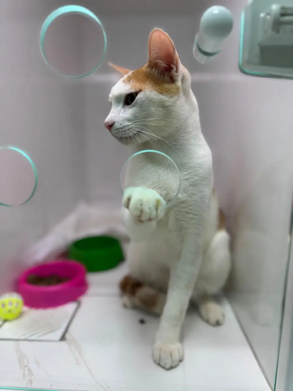 Gato amarelo laranja em consulta preventiva de saúde renal e urinária na clínica em Mococa