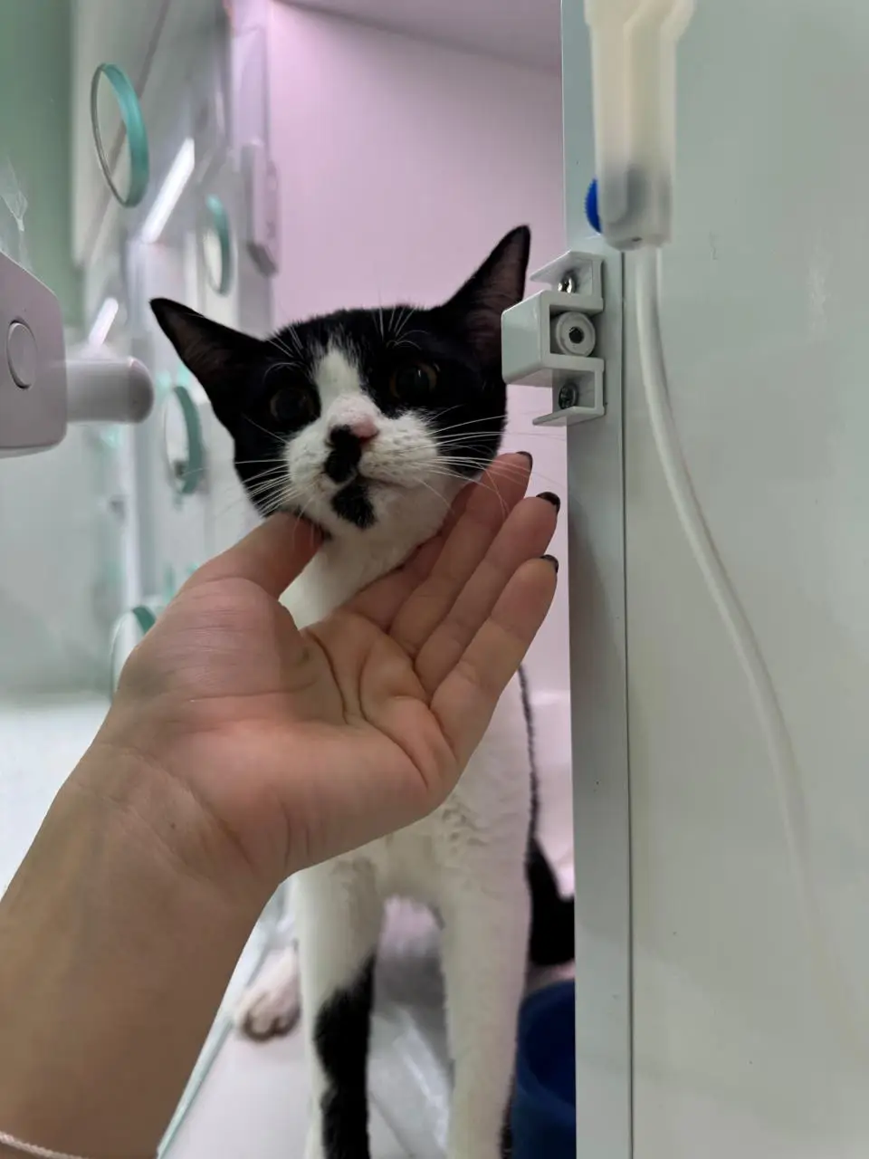 Gata tricolor dócil e vacinada com proteção ética felina na Clínica Veterinária Saúde Animal