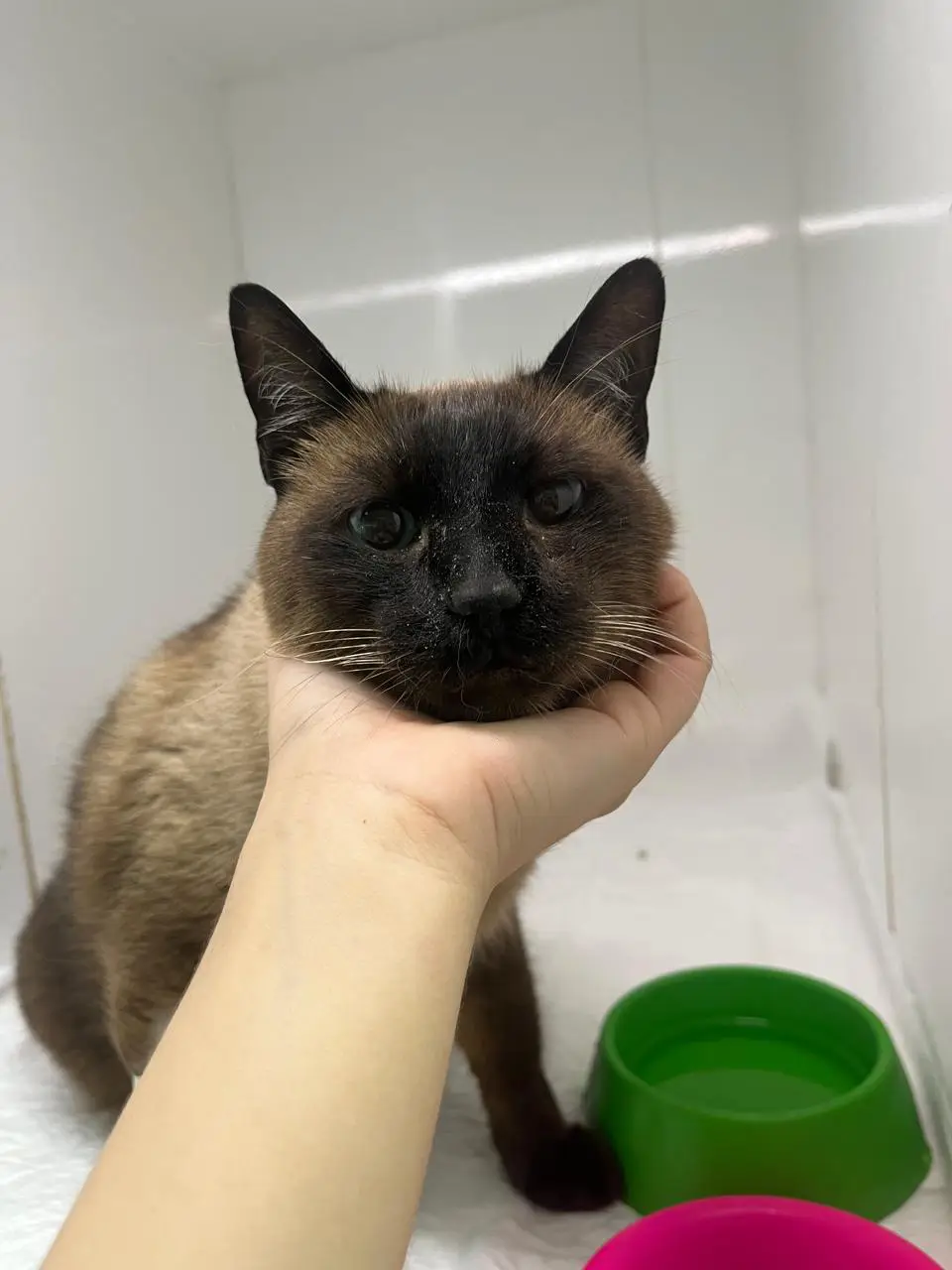 Gato Frajola preto e branco saudável e desparasitado com orientação veterinária