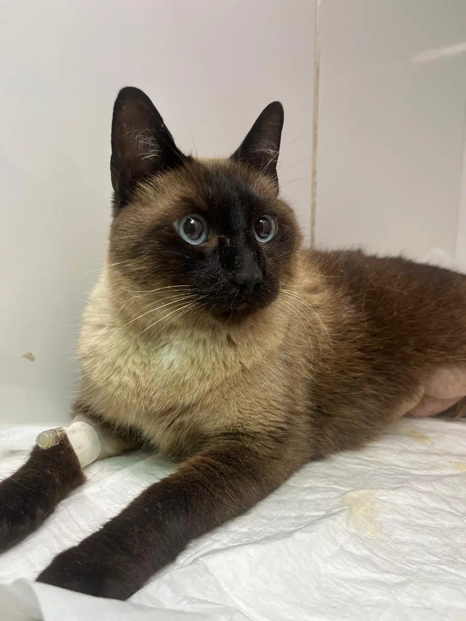 Gatinho filhote em consulta pediátrica e teste preventivo FIV e FeLV em Mococa SP