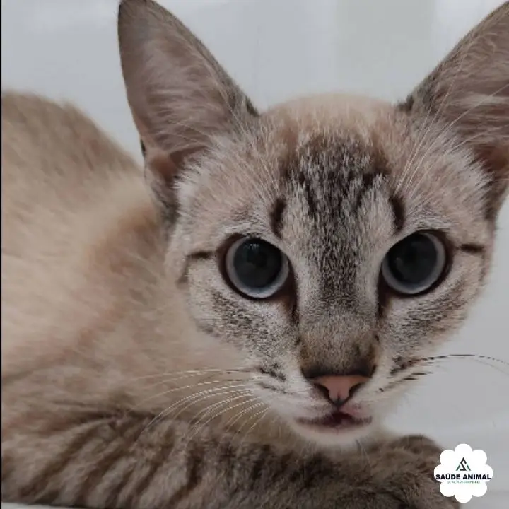 Gato de pelos longos tranquilo recebendo higienização delicada na Saúde Animal
